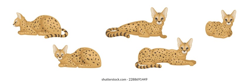 Serval as African Wild Cat with Small Head and Large Ears in Different Pose Vector Set