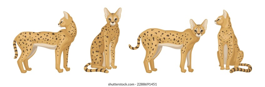 Serval as African Wild Cat with Small Head and Large Ears in Different Pose Vector Set