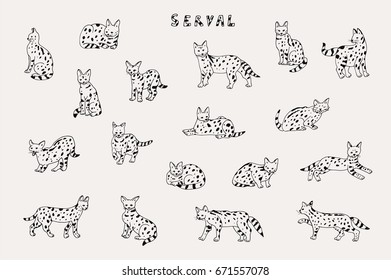 serval drawing