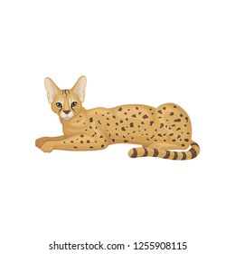 Serval lying on floor, side view. Wild cat with large ears and black-spotted brown coat. Predatory animal. Flat vector icon