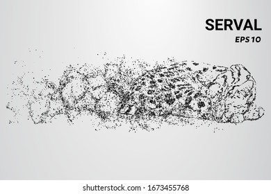 Serval from the particles. Serval consists of circles and dots. Serval splits into molecules.