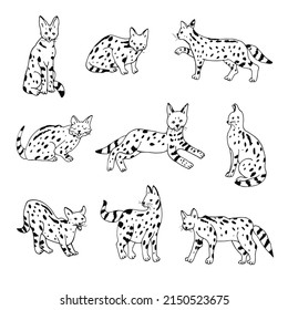 Serval wild african cat vector illustrations set