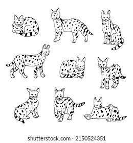 Serval wild african cat vector illustrations set