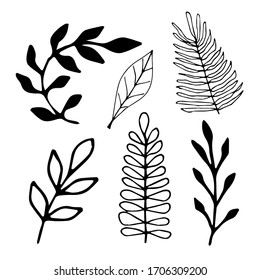  Serve with leaves. Botanical illustration. Black and white engraved ink art. Leaves of plants of a botanical garden, flower foliage. Isolated leaf illustration element. Vector design elements.