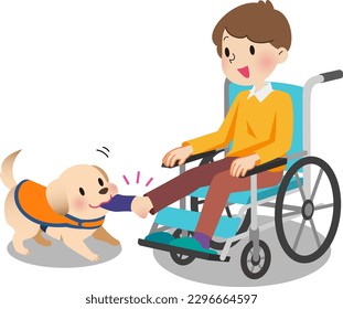 A service dog that takes off the socks of a man in a wheelchair