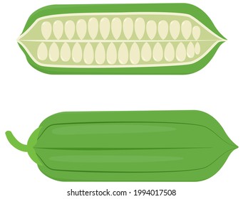 Sesame fruit and seeds whole and half isolated on white. Vector plant cartoon illustration.