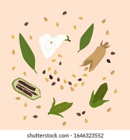 Sesame green leaves, flower, pod and seeds vector color flat stock illustration isolated on light pink background. Superfood. Hand drawn design element for label and poster of sesame.