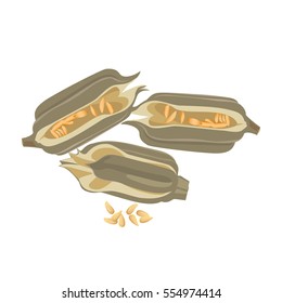 Sesame isolated on white background. Sesame seeds in pubescent rectangular natural capsule. Realistic vector illustration of seasoning ingredient widely used in cullinary as spice and oilseed