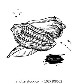 Sesame nut and seed vector drawing. Hand drawn food ingredient. Botanical sketch of herb. Agriculture grain engraved object. Culinary condiment. Great for packaging design, label, icon, oil jar.