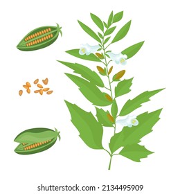 Sesame. Plant, capsule, seeds, flower. Color vector drawing on a white background.