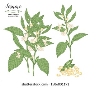 Sesame plant collection. Colorful sesame flowers, leaves and seeds isolated on white background. Vector illustration botanical. Hand drawn engraving style.