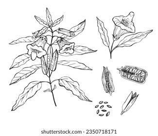 Sesame plant drawing on isolated white background. Hand drawn flower, branch, sesame seeds, herbaceous plant vector illustration, cooking ingredient, healthy food. For print, paper, label, template