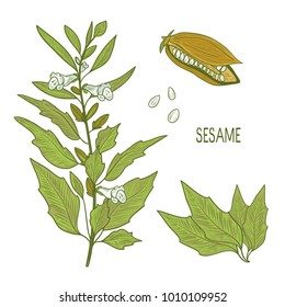 Sesame. Plant, Leaf, Seed, Flower. Sketch.