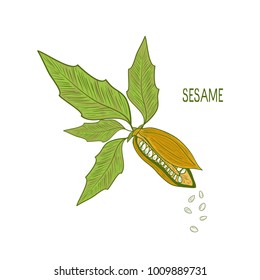 Sesame. Plant, leaf, seed. Sketch.