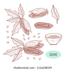 Sesame. Plant, leaf, seed. Sketch. Monophonic. Set