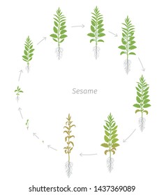 Sesame plant. Round crop stages of Sesame. Also called benne. Sesamum indicum. Circular animation progression.