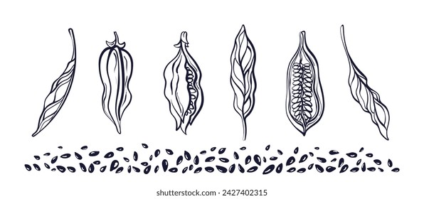 Sesame plant, seed. Hand drawn food ingredient. Culinary condiment. Botanical ink sketch isolated on white background. Monochrome collection