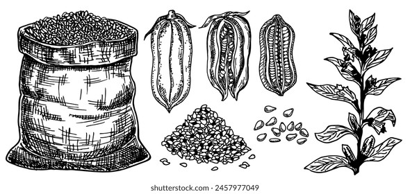 Sesampflanze und Samen. Sack mit Sesamsamen. Botanische Skizze. Landwirtschaft Getreide. Kulinarische Würze. Für Verpackungsdesign, Etikett, Symbol. Handgezeichnete Vektorillustration. Isoliert auf weiß