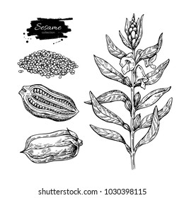 Sesame Plant Vector Drawing. Hand Drawn Food Ingredient. Botanical Sketch Of Herb With Seed. Agriculture Grain Engraved Object. Culinary Condiment. Great For Packaging Design, Label, Icon, Oil Jar.