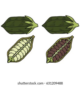 Sesame seed in color, natural organic butter ingredient. Treatment, care, food ingredient. Ink hand drawn sketch illustration, isolated on white background. 
