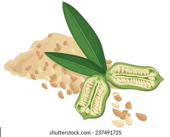 Sesame Seeds, Fruit,  Vector Illustration