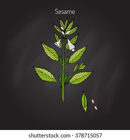 Sesame (Sesamum orientale). Botanical hand-drawn vector illustration