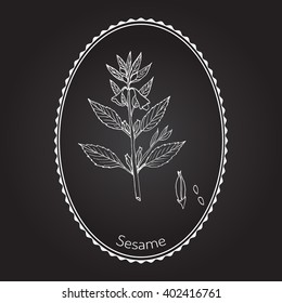 Sesame (Sesamum orientale). Botanical hand-drawn vector illustration
