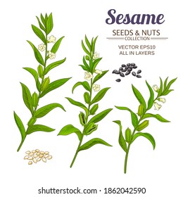 sesame vector set on white background