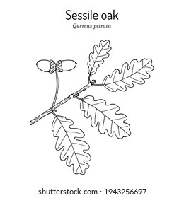 Sessile or Irish Oak (Quercus petraea), medicinal plant, national tree of the Republic of Ireland. Hand drawn botanical vector illustration