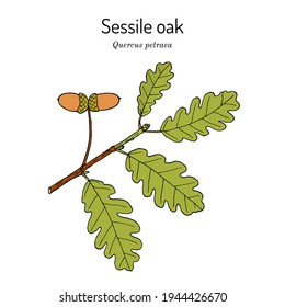 Sessile or Irish Oak (Quercus petraea), medicinal plant, national tree of the Republic of Ireland. Hand drawn botanical vector illustration