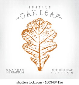 Sessile Oak Leaf Vintage Print Style Illustration with Authentic Logo Lettering from Autumn Leaf Edition of Graphic Herbarium - Black and Rusty on Grunge Background - Vector Stamp Graphic Design