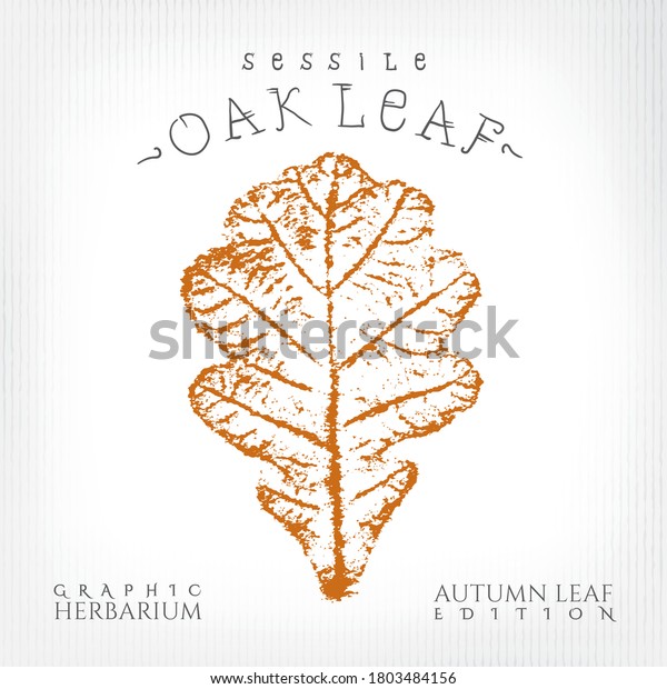 Sessile Oak Leaf Vintage Print Style Illustration\
with Authentic Logo Lettering from Autumn Leaf Edition of Graphic\
Herbarium - Black and Rusty on Grunge Background - Vector Stamp\
Graphic Design