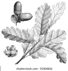 Sessile Oak (Quercus sessiliflora) / vintage illustration from Meyers Konversations-Lexikon 1897