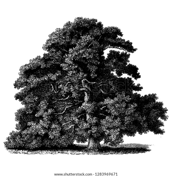 Sessile Oak Tree Vintage\
Illustrations