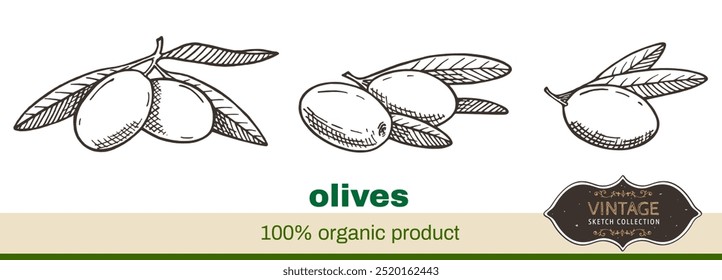 Conjunto 1 de aceitunas dibujadas a mano con hojas aisladas sobre fondo blanco. Comida orgánica vegetariana saludable. Ilustración vectorial. 