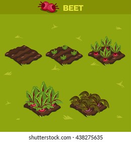 SET 10. Isometric Stage of growth vegetables. Beet in vector for playing a perspective. game element