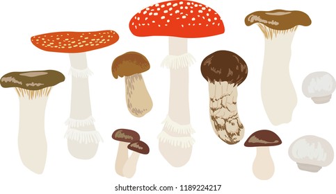 Set of 10 mushrooms vector illustrations isolated on the white background / fly agaric / fungus / fungi / toadstools/ boletus/ Matsutake