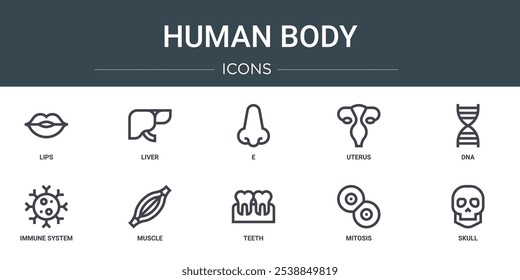 Conjunto de 10 iconos del cuerpo humano del Web del esquema tales como labios, hígado, E, útero, ADN, sistema inmune, iconos del vector del músculo para el informe, presentación, diagrama, Diseño web, App móvil