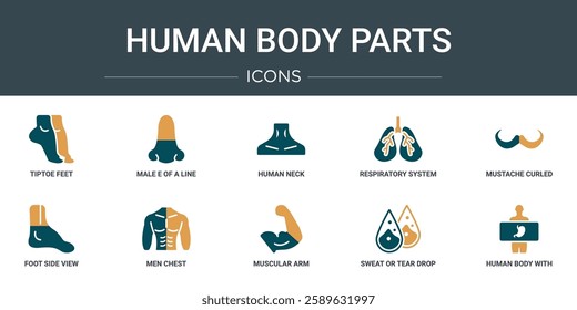 set of 10 outline web human body parts icons such as tiptoe feet, male e of a line, human neck, respiratory system, mustache curled tip variant, foot side view, men chest vector icons for report,