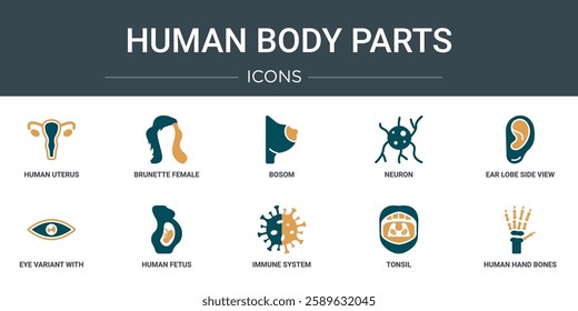 set of 10 outline web human body parts icons such as human uterus, brunette female woman long hair, bosom, neuron, ear lobe side view, eye variant with enlarged pupil, human fetus vector icons for