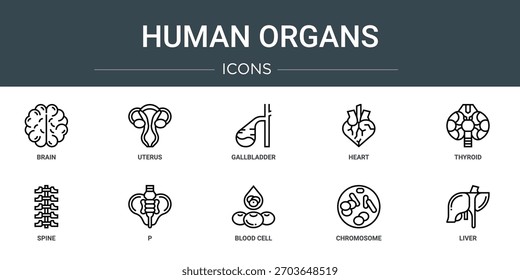 Conjunto de 10 iconos de órganos humanos de contorno Web, como cerebro, útero, vesícula biliar, corazón, tiroides, columna vertebral, iconos de vectores P, signo y símbolos