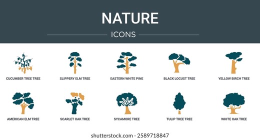 set of 10 outline web nature icons such as cucumber tree tree, slippery elm tree, eastern white pine black locust yellow birch american elm scarlet oak vector icons for report, presentation,