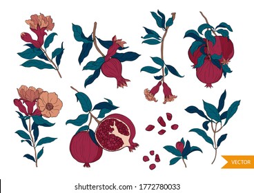 Set of 10 Pomegranate composition, flowers. leaves and seeds. Hand drawn fruit style.Organic food vector. Design for cosmetics, spa, pomegranate juice, health care products, perfume.