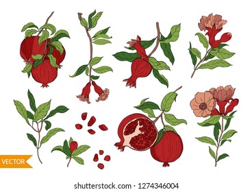 Set of 10 Pomegranate elements, flowers and leaves. Hand drawn fruit style. Hand drawn fruit style. Design for cosmetics, spa, pomegranate juice, health care products, perfume.