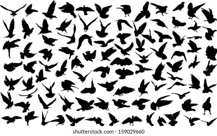 Set of 100 silhouettes of birds