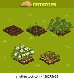 SET 11. Isometric Stage of growth vegetables. Potatoes in vector for playing a perspective. game element