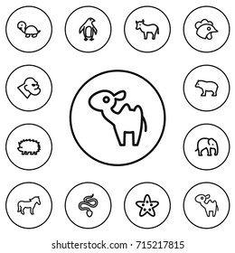 Set Of 12 Editable Animal Outline Icons. Includes Symbols Such As Dromedary, Cockerel, Trunked And More. Can Be Used For Web, Mobile, UI And Infographic Design.