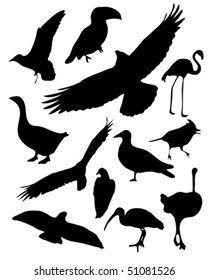Set of 12 vector illustrated bird silhouettes