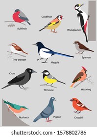 Set of 12 wintering european birds drawn in cartoon style. Bullfinch, goldfinch, woodpecker, tree-creeper, magpie, sparrow, crow, titmouse, waxwing, nuthatch, pigeon and crossbill.