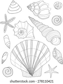 Set of 13 cute hand drawn contour shells. Vector